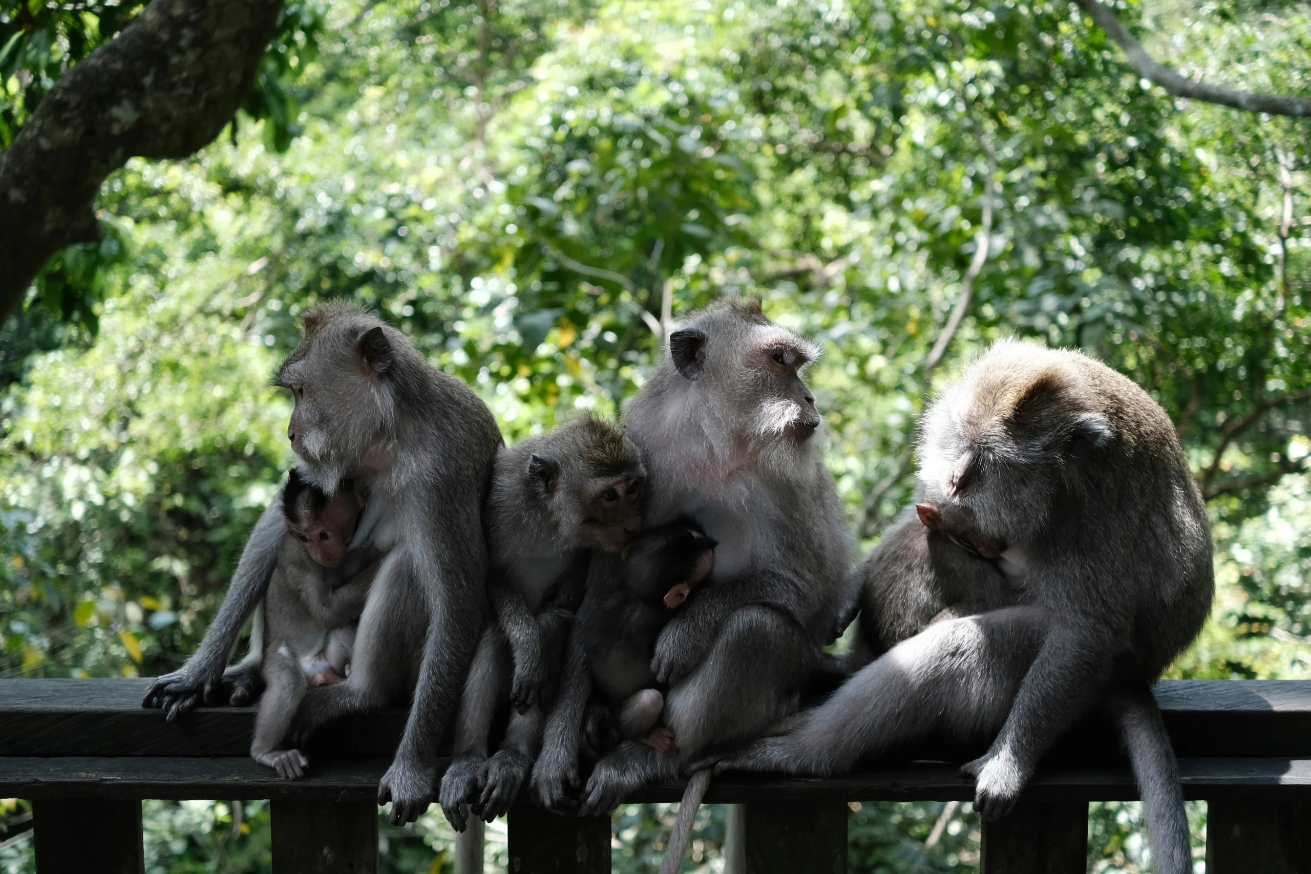 Voyage entre femmes en Indonésie : groupe de macaques dans la forêt tropicale de Bali – Salma Travel