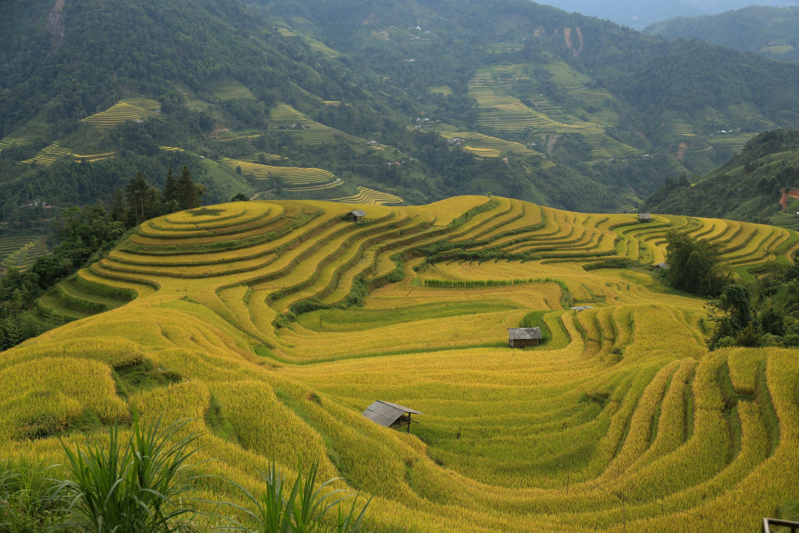 Voyage entre femmes au Vietnam : rizières en terrasses dorées dans les montagnes du nord avec petites cabanes – Salma Travel